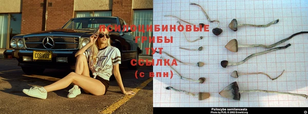 сатива Медногорск